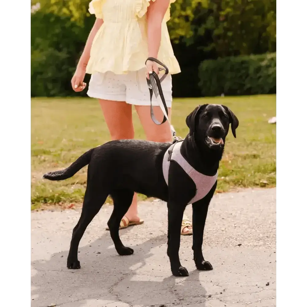 Pink mesh Soho Poms x Bowl & Bone Republic Mayfair harness with black leash and silver hardware