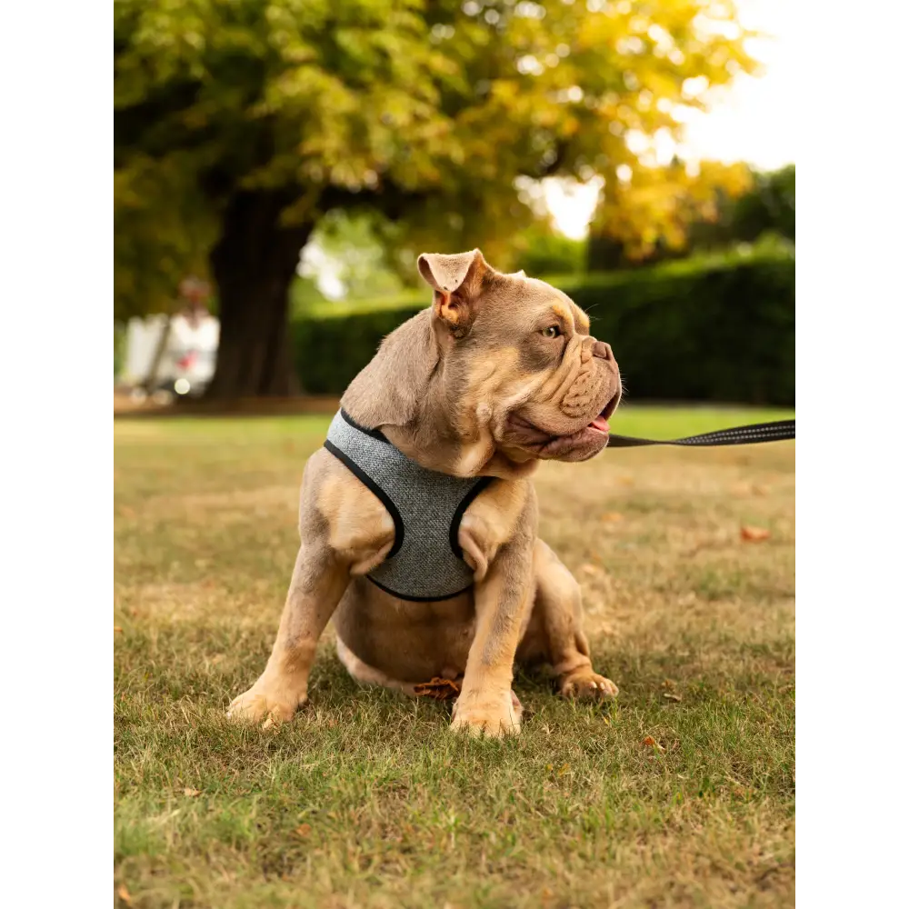 Soho Poms x Bowl & Bone Republic Mayfair Harness - Ocean - Dog Harnesses