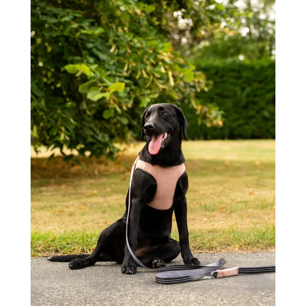 Soho Poms x Bowl & Bone Republic Mayfair Harness - Salmon - Dog Harnesses
