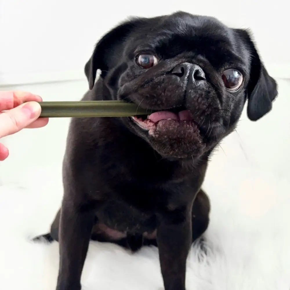 Olive green bamboo toothbrush with black bristles for eco-friendly oral care and cranberry chew stick for dogs