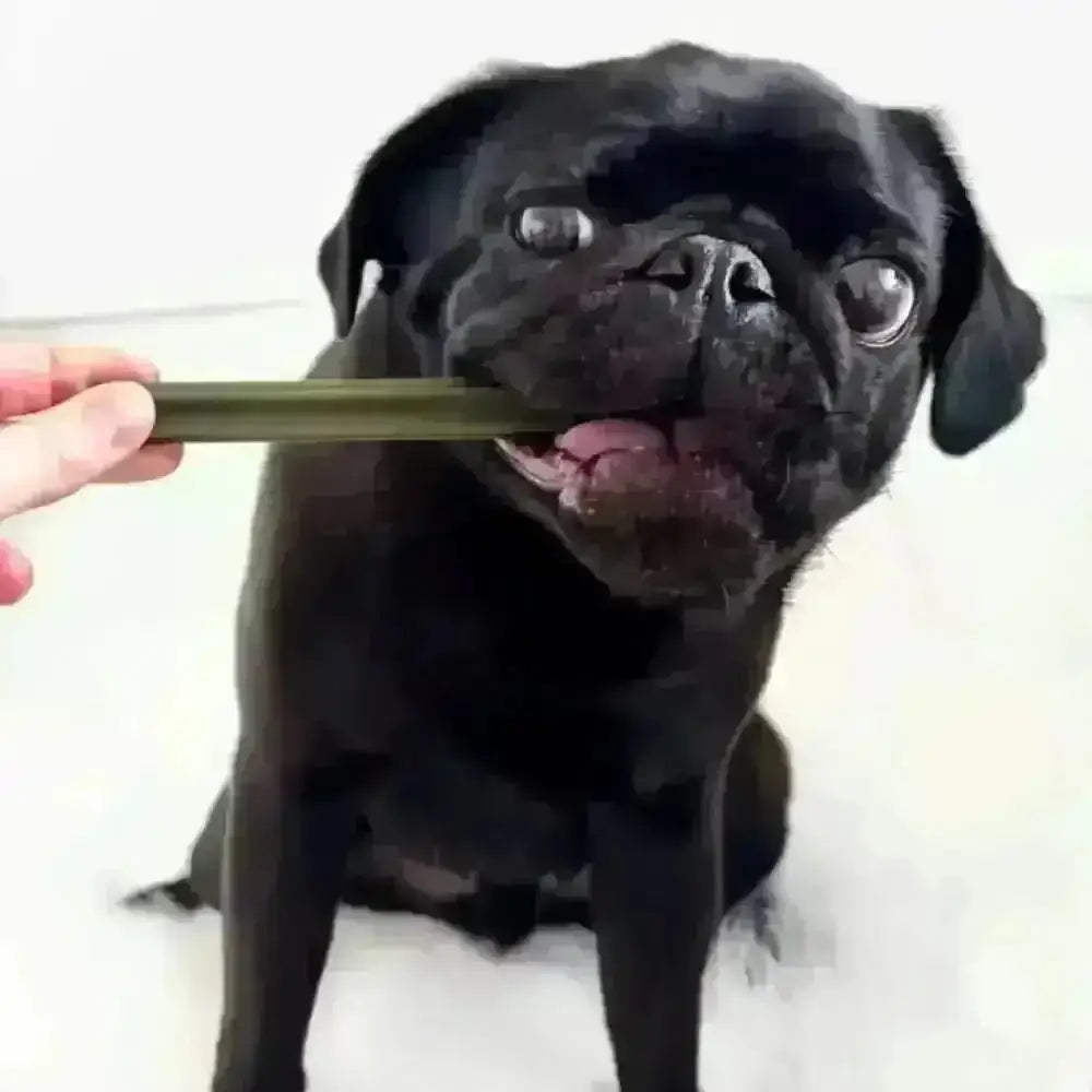 Black pug chews durable spinach cranberry chew stick for dental health
