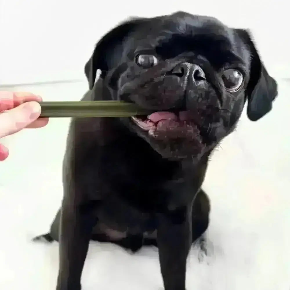 Olive green bamboo toothbrush with black bristles for eco-friendly oral care and cranberry chew stick for dogs