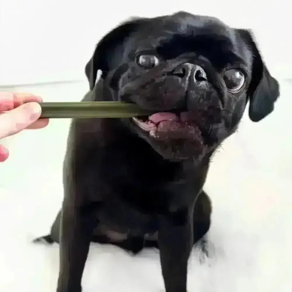 Spinach and cranberry dental chew sticks for dogs, a healthy cranberry chew stick option