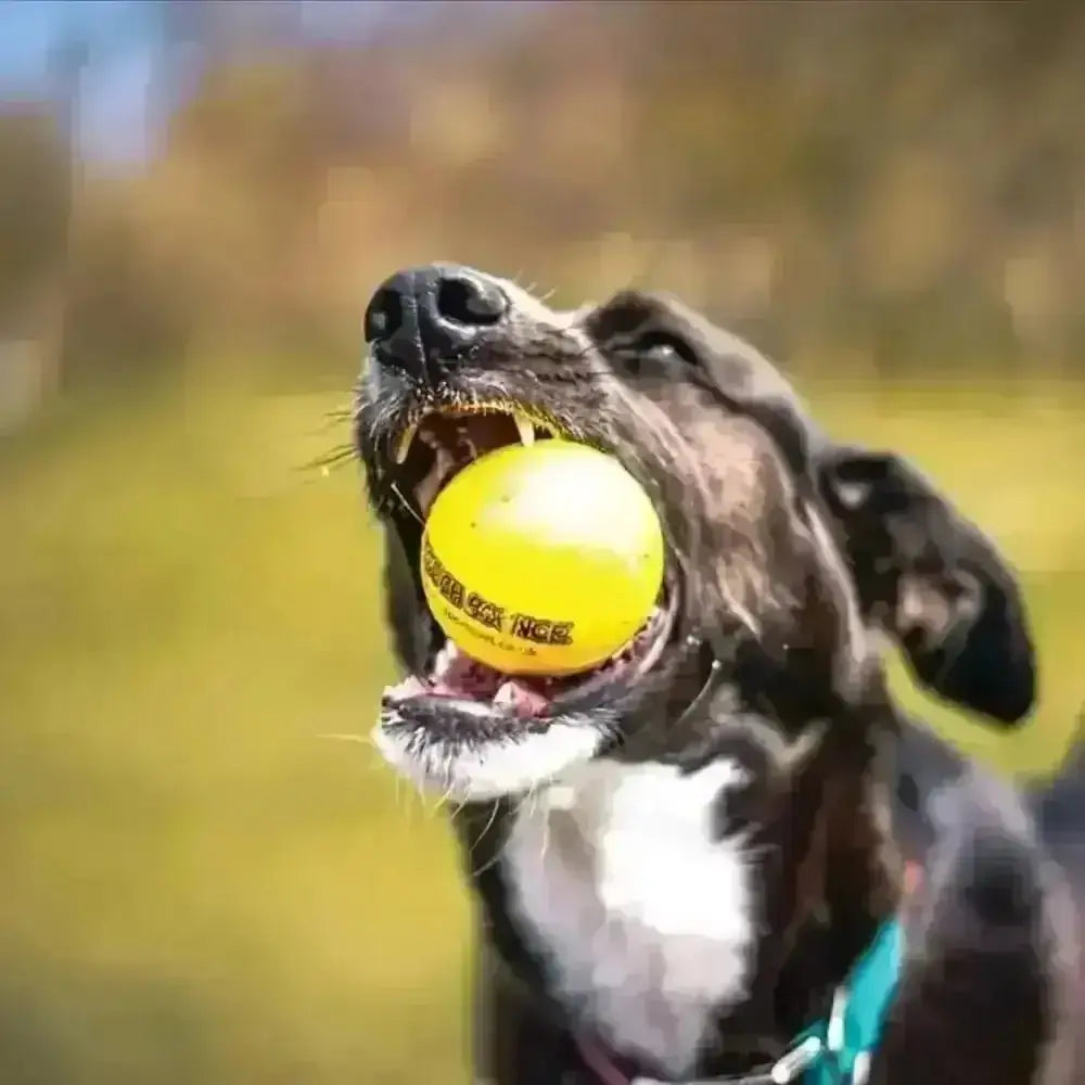 Yellow Sportspet Tough Bounce ball with Kong logo