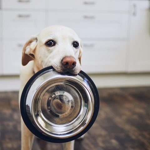 Dog with Bowl in Mouth