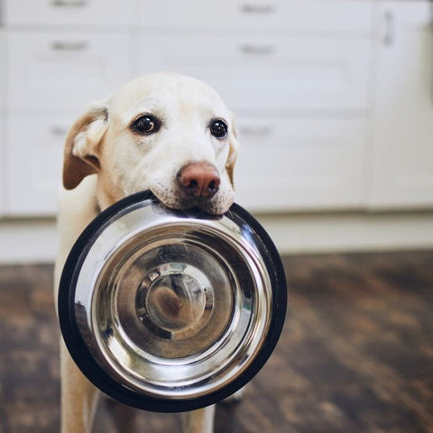 Expectant Dog with Dog Bowl
