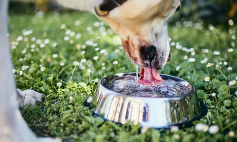 Dog Drinking, potential signs of dog diabetes