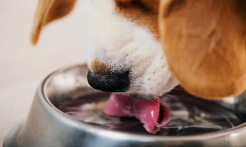 Signs your dog might be ill