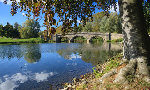 Dog Walks Blenheim Palace Oxfordshire South East