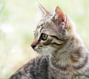 Tabby kitten portrait.