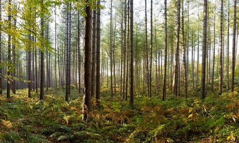Dog Walks in North West UK
