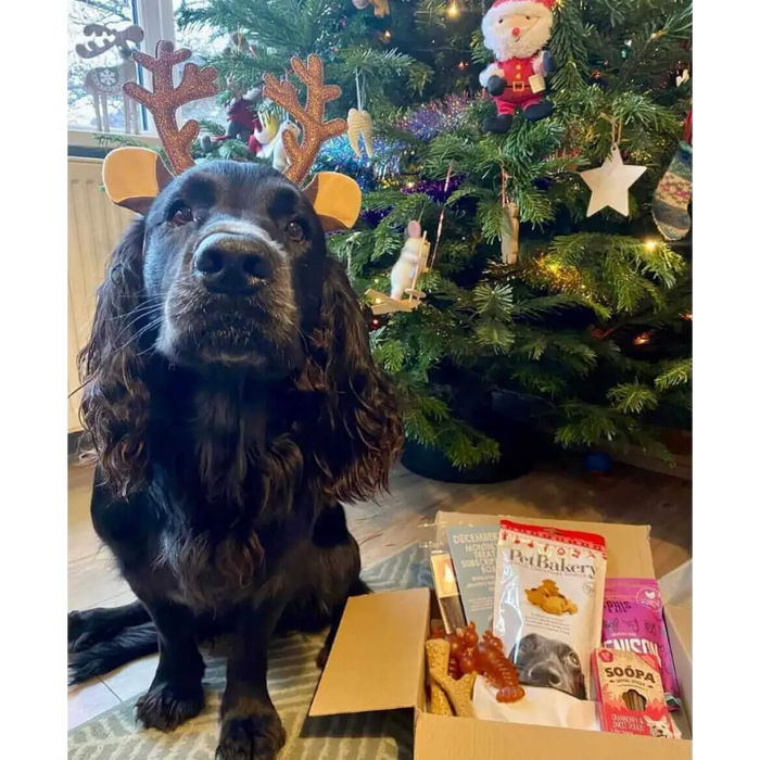 Natural Cornish Pet - Monthly Treat Subscription Box for Dogs Dog Treats Natural Cornish Pet
