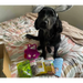 Natural Cornish Pet - Monthly Treat Subscription Box for Dogs Dog Treats Natural Cornish Pet