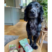 Natural Cornish Pet - Monthly Treat Subscription Box for Dogs Dog Treats Natural Cornish Pet