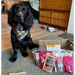 Natural Cornish Pet - Monthly Treat Subscription Box for Dogs Dog Treats Natural Cornish Pet