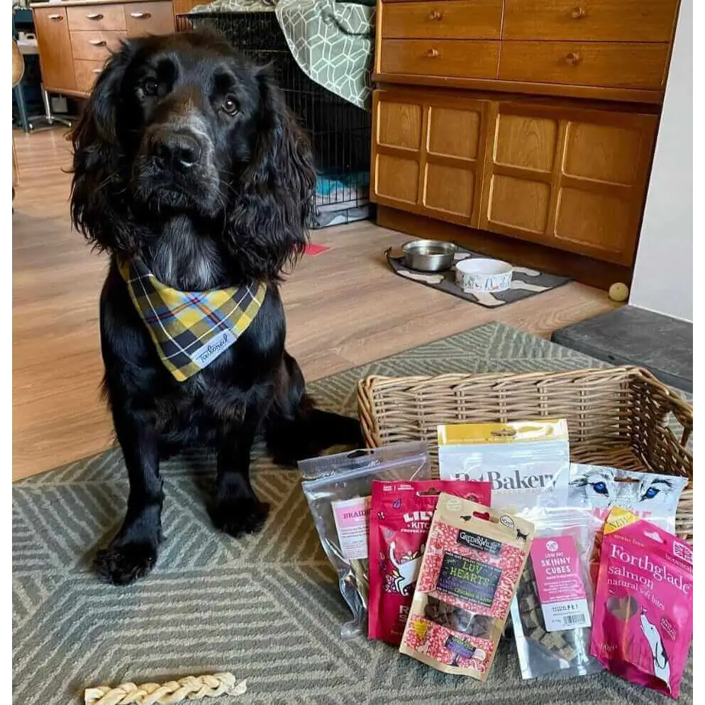 Black spaniel dog with plaid bandana sitting in front of wicker basket with pet treats for The Pets Larder monthly treat box