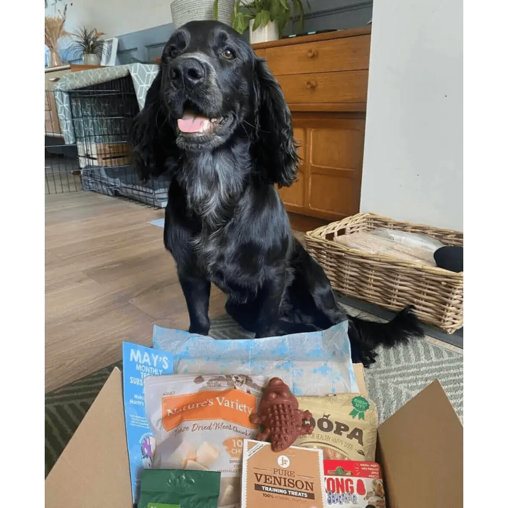 Black spaniel with long fur sitting near pet food box for The Pets Larder monthly treat subscription