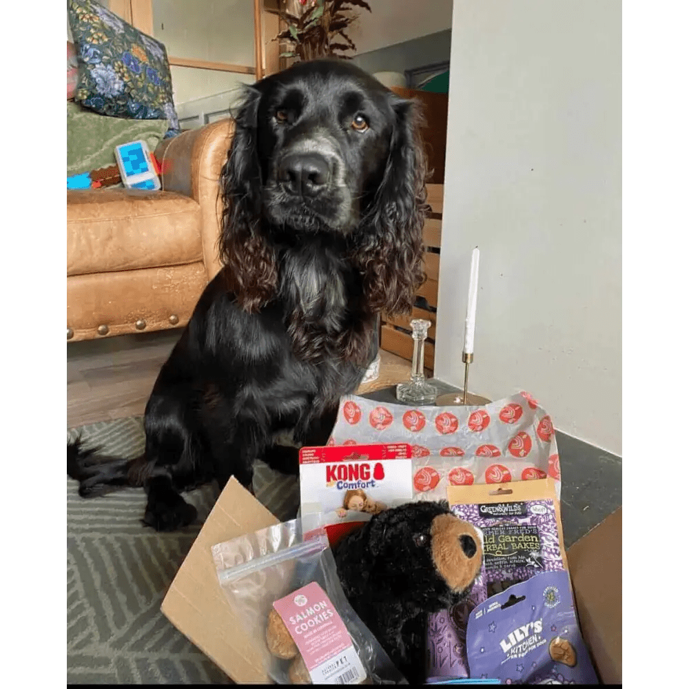 Black spaniel dog toy box with stuffed animal and treats from The Pets Larder monthly treat subscription
