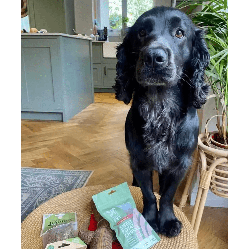 Black spaniel dog toy box with treats and toys, including creepy cuties rope and cuties rope skeleton, for The Pets Larder Monthly Treat Subscription Box for Dogs Medium