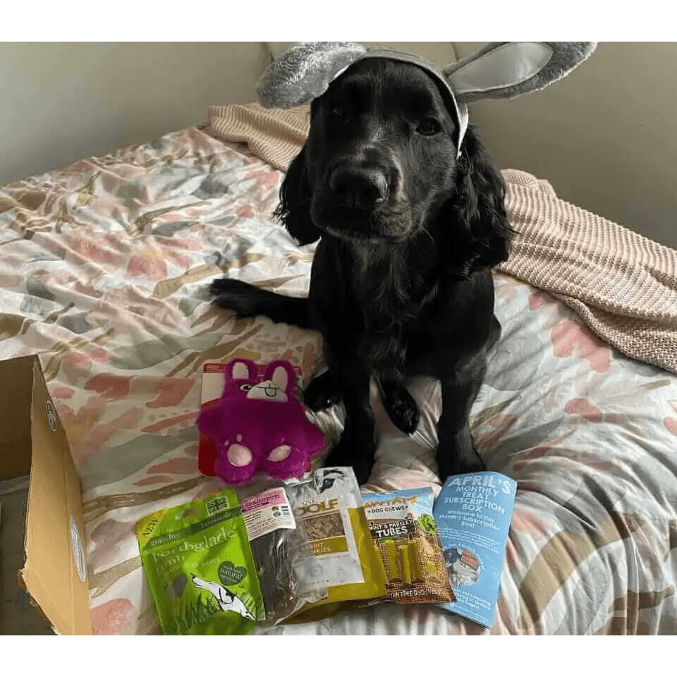 Silver bunny ears headband on black dog with treats and toys from The Pets Larder monthly treat box