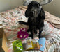 Natural Cornish Pet - Monthly Treat Subscription Box for Dogs Dog Treats Natural Cornish Pet