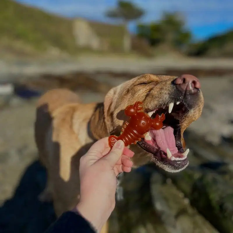 A translucent orange gummy lobster treat held in a person’s hand.
