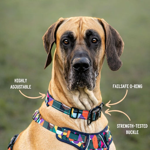 Twiggy Tags Adventure Dog Collar - Aurora - Dog Collars and Leads