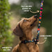 Twiggy Tags Adventure Dog Lead - Aurora - Dog Accessories