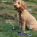 Twiggy Tags Adventure Dog Lead With Close Control Handle - Aurora - Dog Collars and Leads