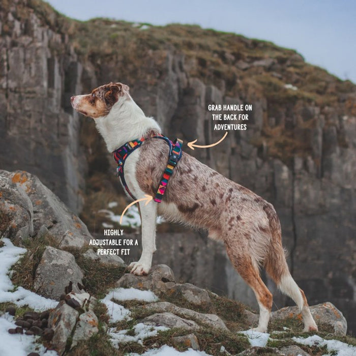 Twiggy Tags Adventure Harness - Aurora - Dog Accessories