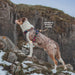 Twiggy Tags Adventure Harness - Aurora - Dog Accessories
