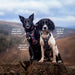 Twiggy Tags Adventure Harness - Aurora - Dog Accessories