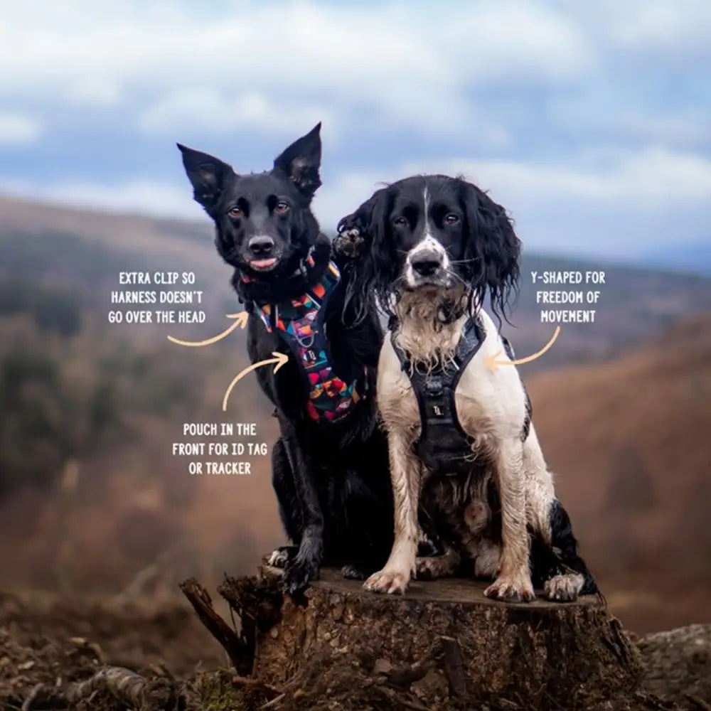 Twiggy Tags Adventure Harness - Aurora: Black and white Y-shaped dog harness with extra clip and front pouch