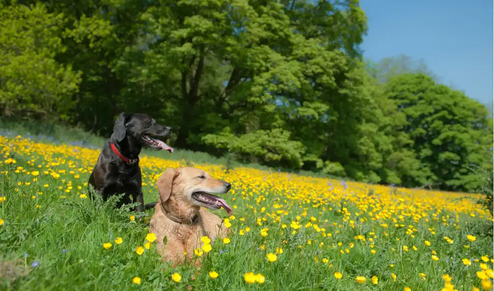 Two dogs in a field of yellow flowers.