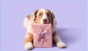 Vegetable Chew Selection Bundle - Selection Bundle - Natural Dog Chew
