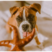 Brown and white boxer dog.
