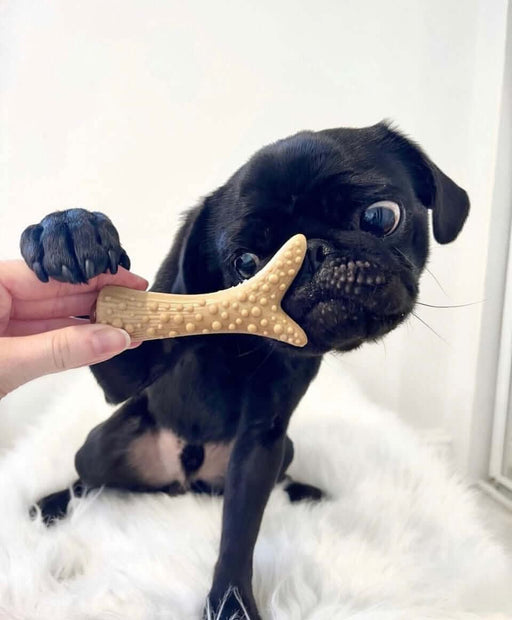 Vegetable Peanut Butter & Banana Filled Antler Chew For Dogs - 2kg Bag - Natural Dog Chew