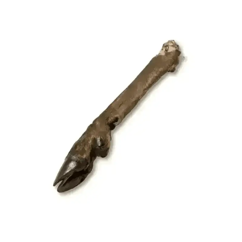 Venison Deer Leg - Natural Dog Chew | Pet Shop