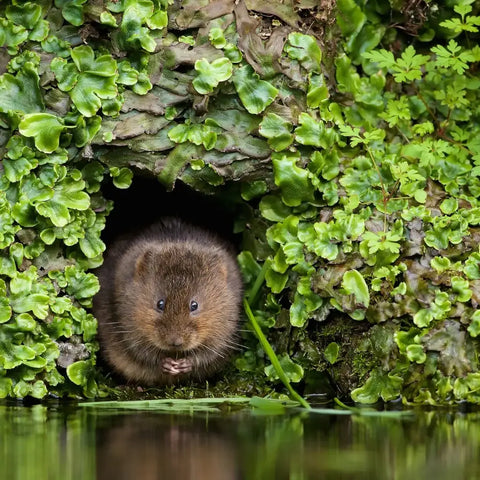 Vole by water