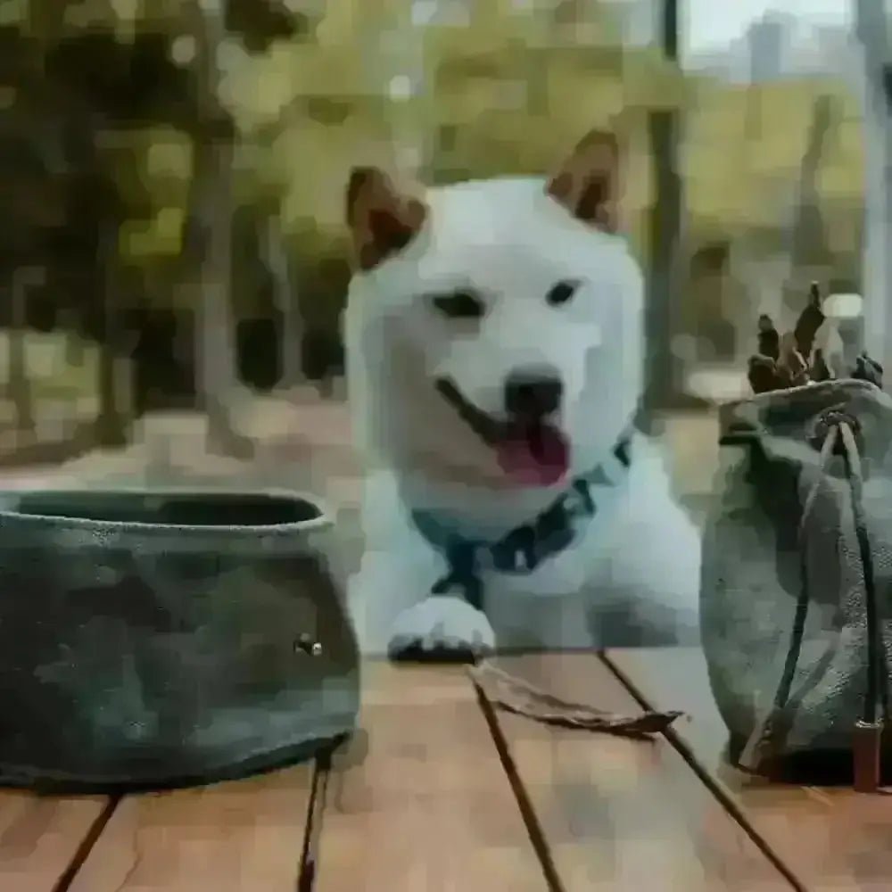 Introducing Dapper Dog’s olive green waxed canvas travel dog bowl with gold hardware