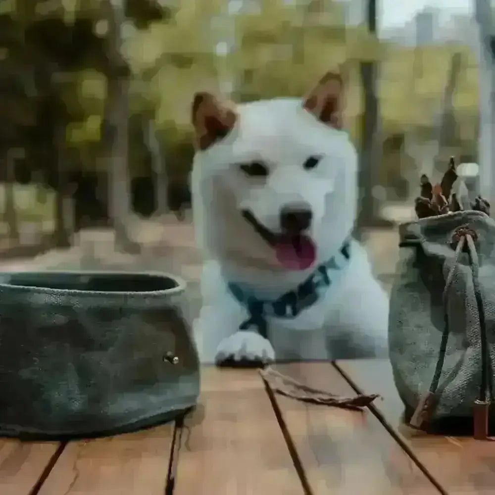 Introducing Dapper Dog’s olive green waxed canvas travel dog bowl with gold hardware