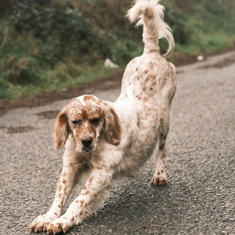 Dog Stretching His Legs