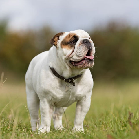 English Bulldog