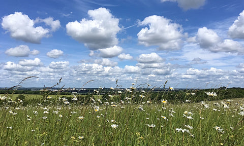 Magog Down Dog Walking Cambridgeshire