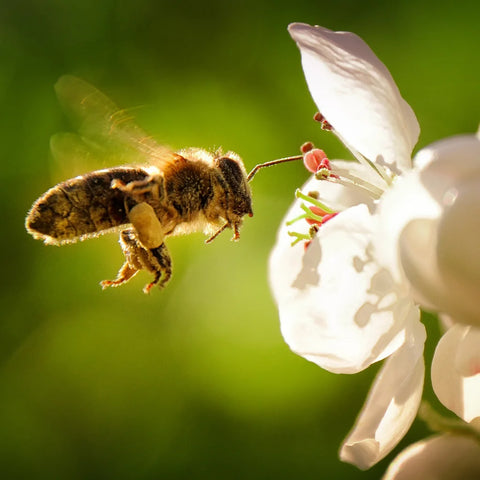 Bee in flower