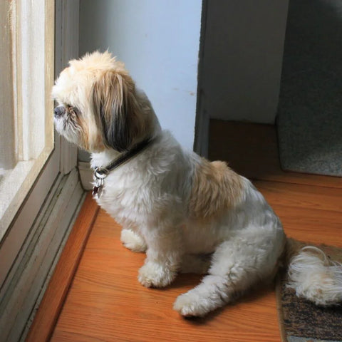 Dog Waiting at Window