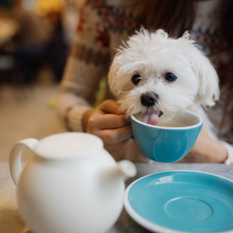 Dog Enjoying a Puppacino