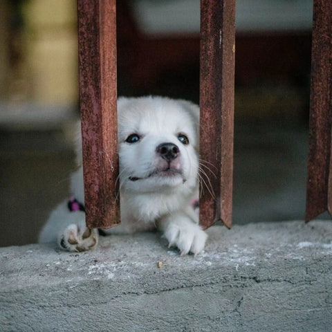 Illegal Puppy Trade at Christmas