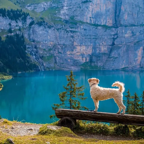 Dog in the Wilderness