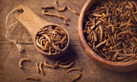 Insect Protein for Dogs